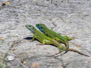 European green lizard - Lacerta viridis