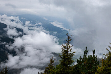 clouds in the forest, fog in the mountains