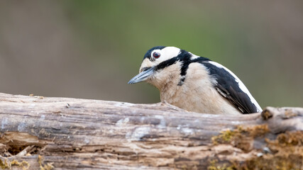 bird, specht, natur, wild lebende tiere, tier, baum, wild, 