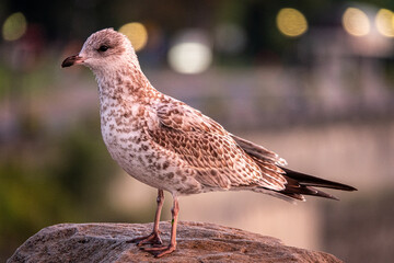 A Seagull Searching For Breakfast in Niagara Falls, Ontario