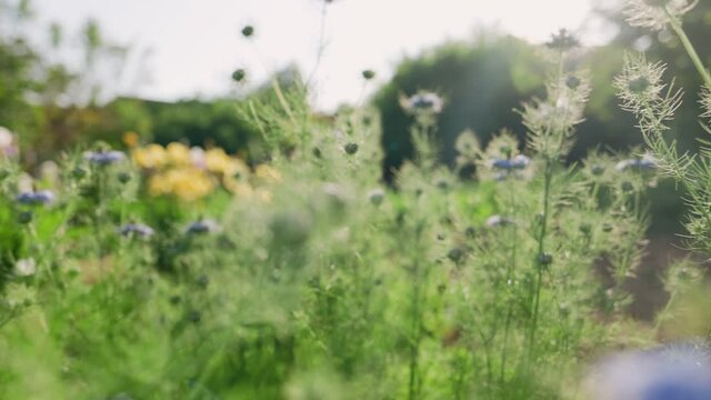 Summertime. Movement through the bushes of blue Nigella Sativa flowers. Close-up. Dolly shot.