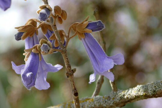 Bl&uuml;ten und Knospne des Baluglockenbaumes