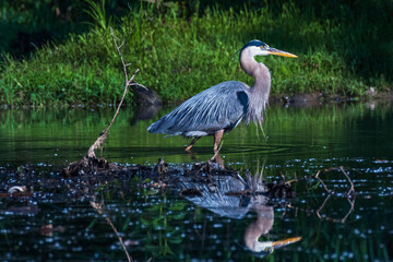 great heron