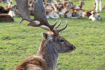Damwild Hirsch mit Schaufelgeweih auf einer Wiese