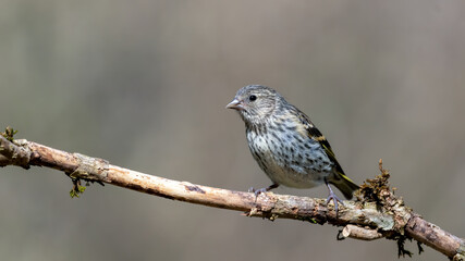 bird, natur, wild lebende tiere, spatz, tier, wild, ast, schnabel, braun, feather, bird