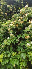 honeysuckle flowers and leaves