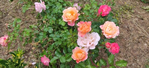 rose flowers in the garden