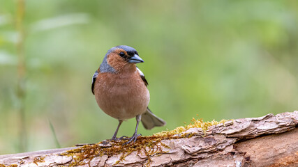 bird, robin, natur, wild lebende tiere, tier, ast, rot, wild, garden, baum