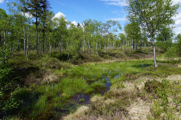 Ein kleines Gewässer im Hochmoor in Silberborn im Solling - A small body of water in the raised...