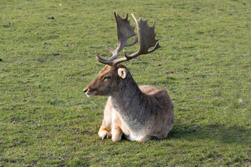 Damwild Hirsch mit Schaufelgeweih auf einer Wiese