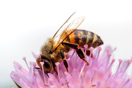 Biene mit Bl&uuml;tenstaub 2 - Glitter Bee 2