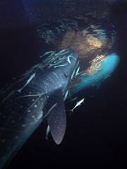 Walhai bei Nacht