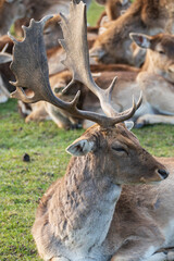 Damwild Hirsch mit Schaufelgeweih auf einer Wiese