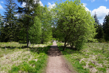 Weg durch das Naturschutzgebiet Hochmoor in Silberborn im Solling