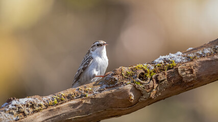 bird, natur, wild lebende tiere, tier