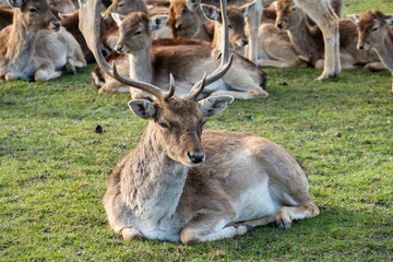 Damwild Hirsch mit Schaufelgeweih auf einer Wiese