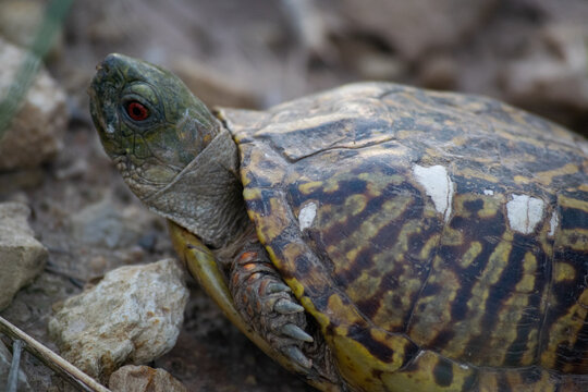 Eastern Box Turtle