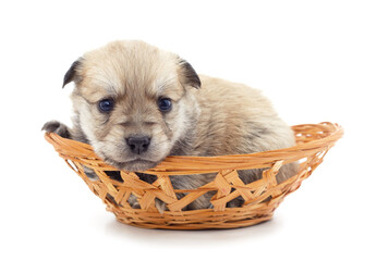 One small dog in a basket.