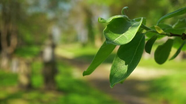 Beautiful green leaves sway in the wind against a blurred background