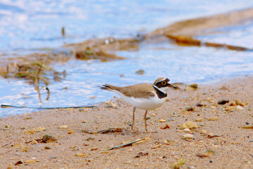 Small plover or small tie, a small bird living on the banks of rivers and lakes. Walks along the water's edge collecting food. Charadrius dubius