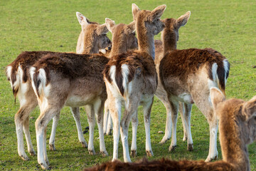 Damwild Damtier Weibchen, Hirschkuh  auf einer Wiese