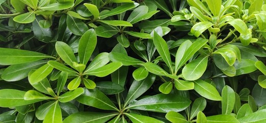 star bush leaves