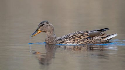 ente, bird, wasser, natur, stockente, wild lebende tiere, tier, see