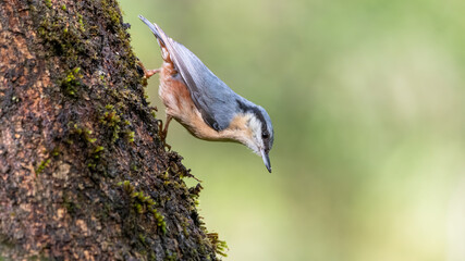 bird, natur, wild lebende tiere, tier, blau, wild, ast, baum, schnabel,