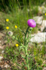 Chardon noircissant (Carduus nigrescens) sur le hauteurs de Villeperdix dans la Drôme