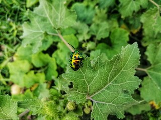 ladybug on leaf