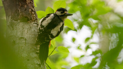 specht, bird, natur, wild lebende tiere, tier, ast, wild, baum, schnabel