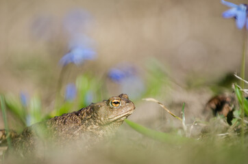 The common toad, European toad (Bufo bufo)