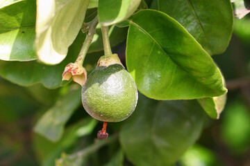 Unripe green orange on the citrus tree branch. Fruit ripening. Agricultural plantation. Macro photo in nature    