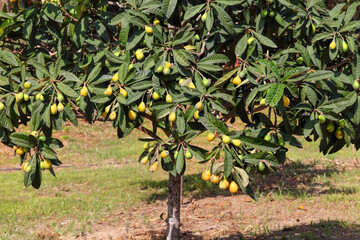Loquat. Eriobotrya japonica. Fruits ripening on a tree branch. Agricultural plantation. Macro photo in nature 
