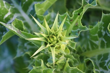 Knospe der Mariendistel