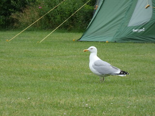 Möwe am Zeltplatz
