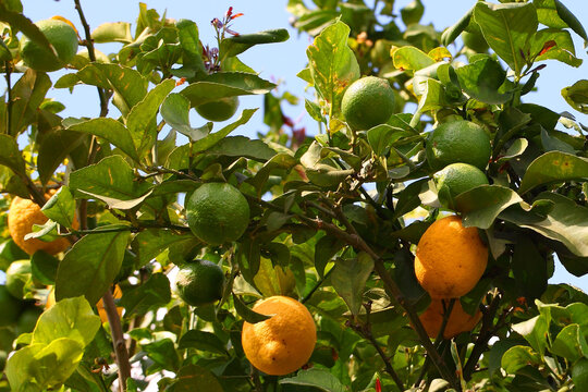 Ripe yellow lemons fruit grow on a tree branch. Citrus agricultural plantation on sunny day. Macro photo in nature  