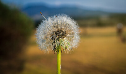 Naklejka premium Nice flower of a dandelion with a blurred background and warm colors. nature against a blurred blue sky with clouds.