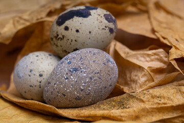 Fototapeta na wymiar Three quail eggs lie on yellow leaves.