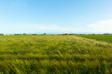 Obraz na płótnie Canvas Italian cultivation field of wheat ceral at sunset