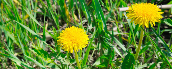Green field with yellow dandelions. Wide photo.
