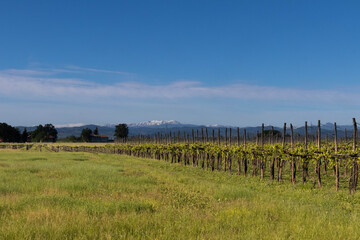 Wine grapes growing field, Parma, Bologna, area. Italy © Leonardo