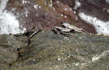 Moorish  Crab or Red Crab. (Grapsus adscensionis). Tenerife Island. Canary Islands. Spain.