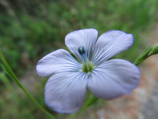 delicate purple blue flower pretty natural smell different