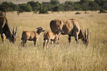 Naklejka na ściany i meble Elands with calves, Kenya