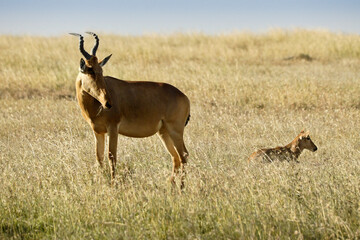 Jackson's hartebeest with calf, Kenya