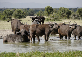Fototapeta na wymiar Cape buffaloes at waterhole, Kenya