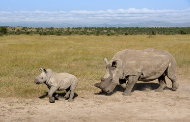 Fototapeta premium White rhinoceros with calf, Ol Pejeta Conservancy, Kenya