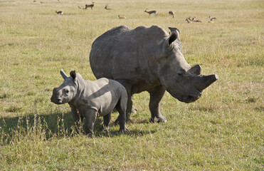 White rhinoceros with calf, Ol Pejeta Conservancy, Kenya