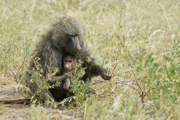 Female olive (savanna, anubis) baboon cradling offspring, Samburu Game Reserve, Kenya